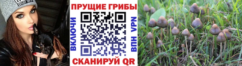 Галлюциногенные грибы Cubensis Кущёвская